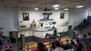 Navigating Opportunities at Sugarcreek Stockyard: A Hub for Livestock Trading